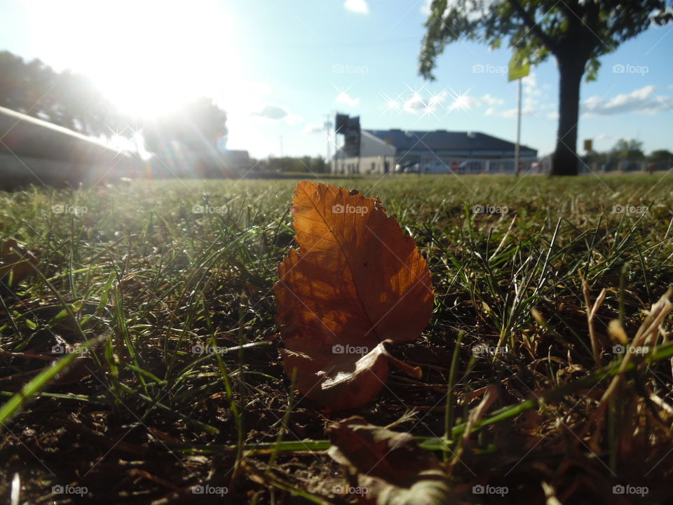 fall in full swing. This is a picture I took of a leaf in my mother's yard. The weather is still very hot in Texas. π£ πΆ π π₯ π¨