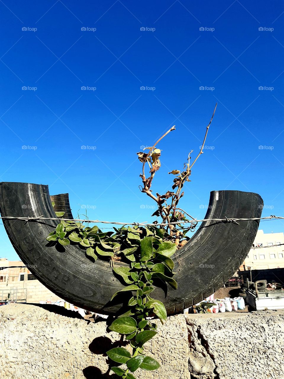A repurposed tire with a green vine and dried branches against a vivid blue sky in Marrakech, January 1, 2025.