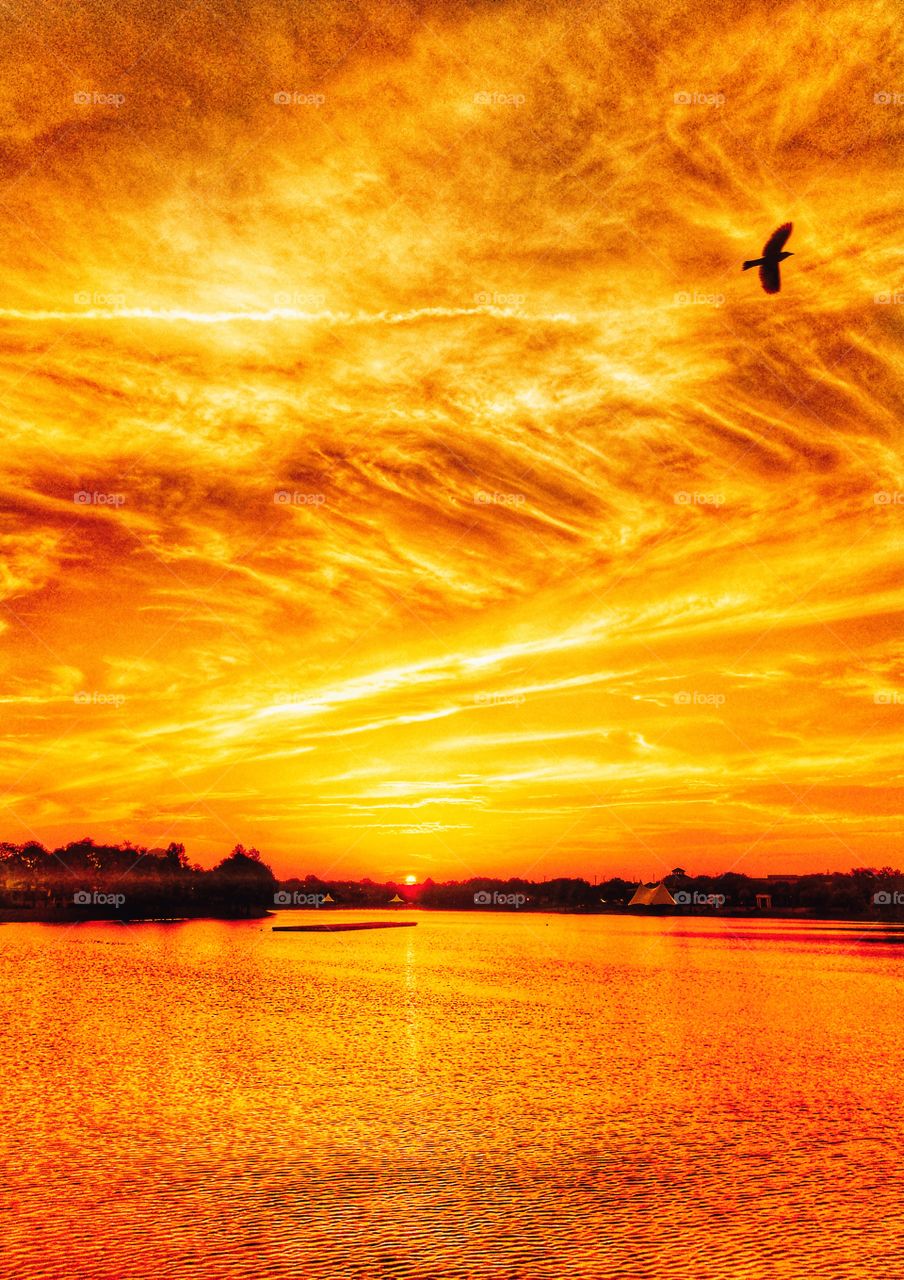 I often go to Cranes Roost Park in Altamonte Springs Florida to watch the sunrise and get some exercise. As I was taking pictures a flock of birds flew by and I was able to capture the last one in this photo.