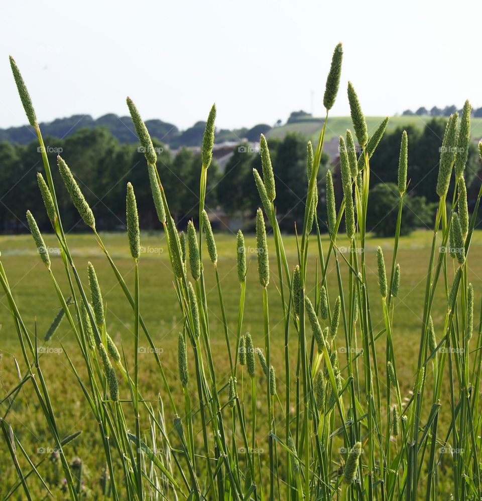Filed of plants in the countryside