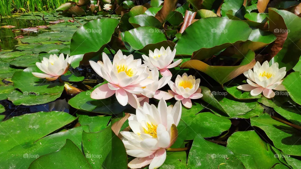 Water nymphaea.