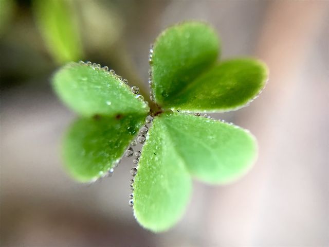 Clover