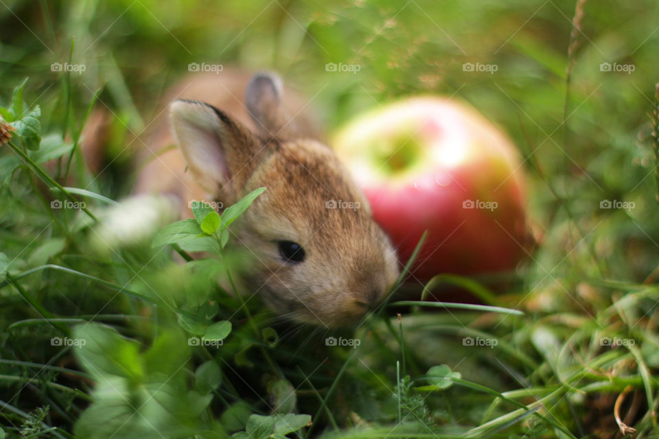 Rabbit with an apple on the grass