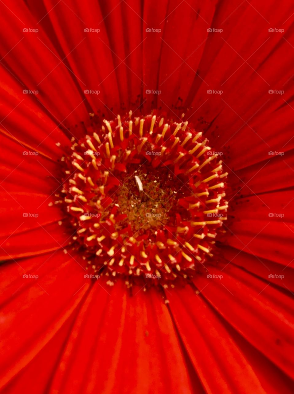 Inside Flower Bursting with Color