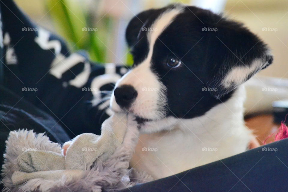 Dog, Pet, Animal, Portrait, Canine