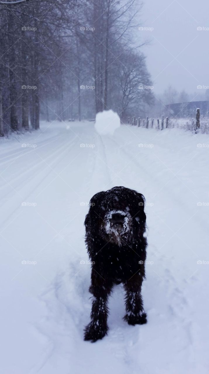 Dog in the snow