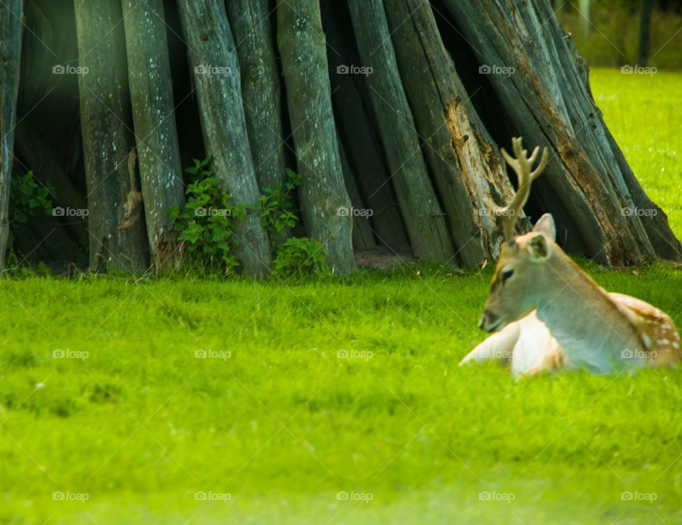 Deer sitting in grass