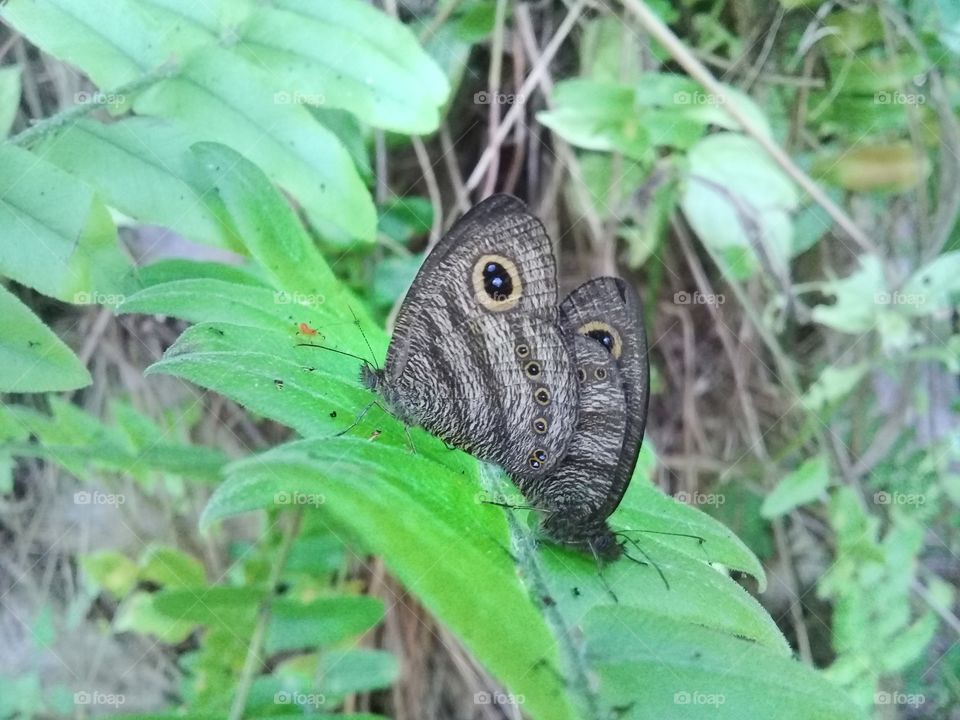 Butterfly on leaf green color
