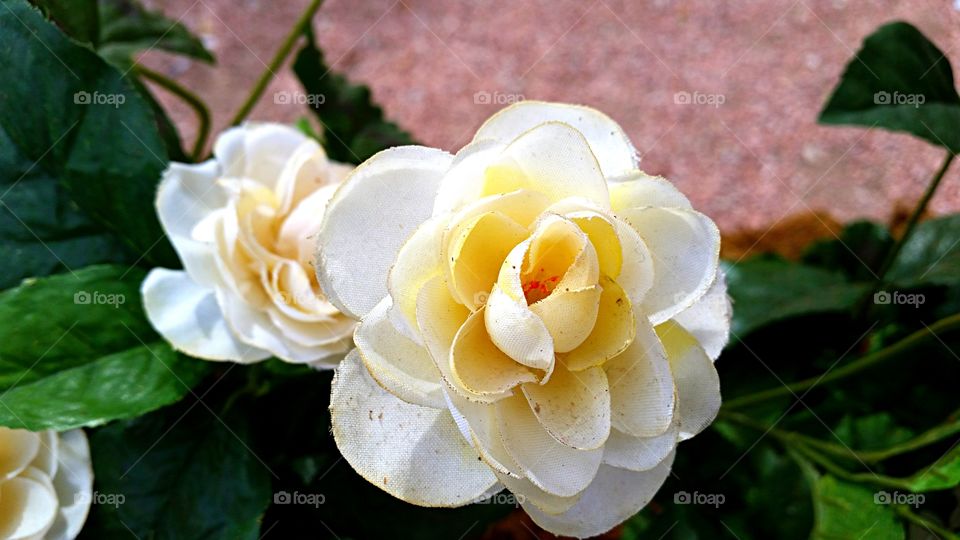 white rose . dusty white rose