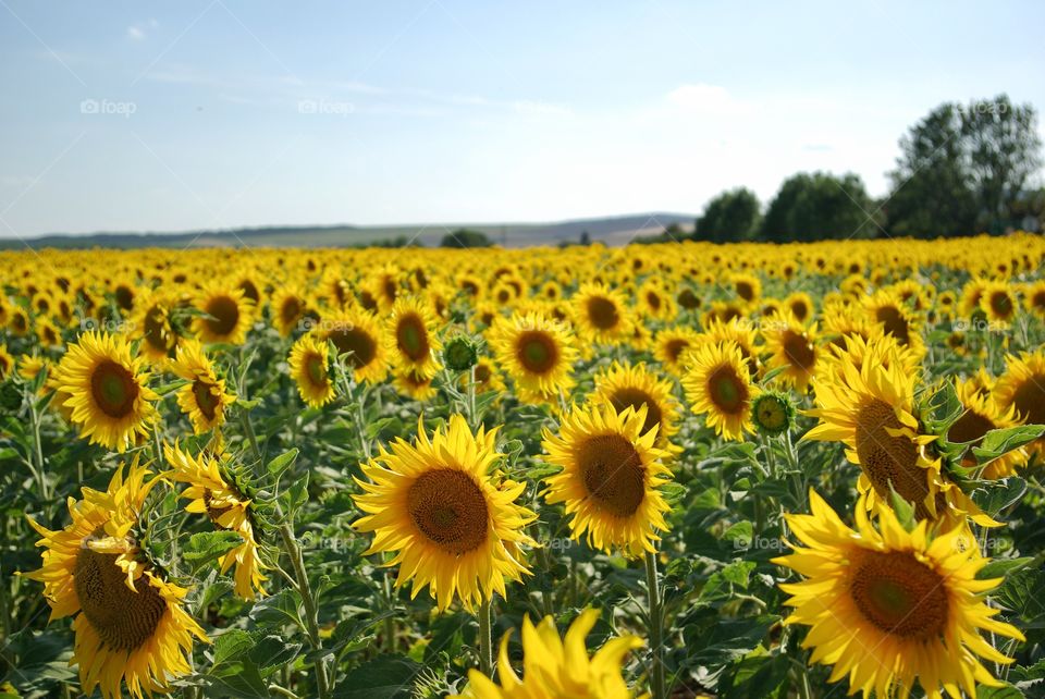 Sunflower fields