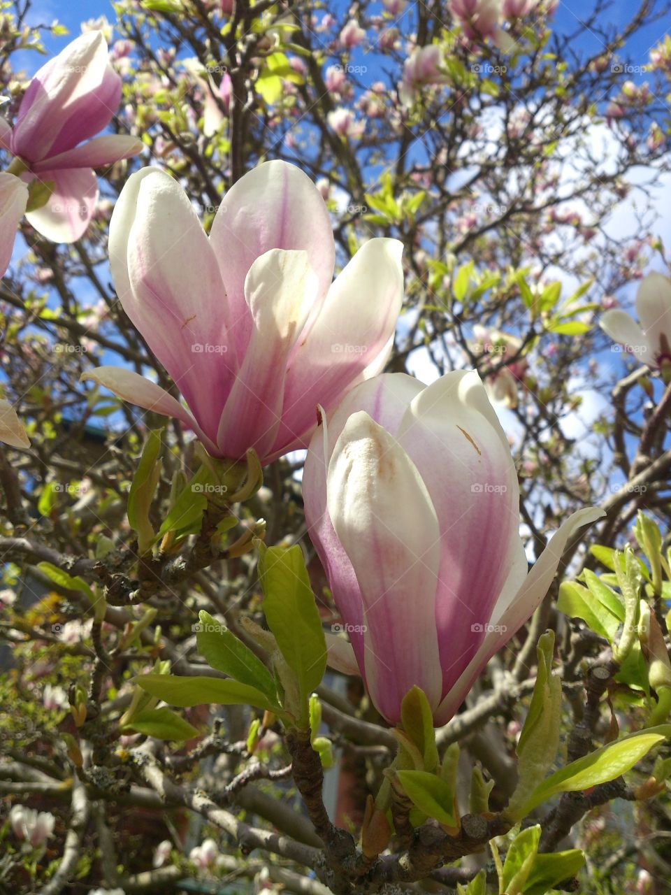 magnolia