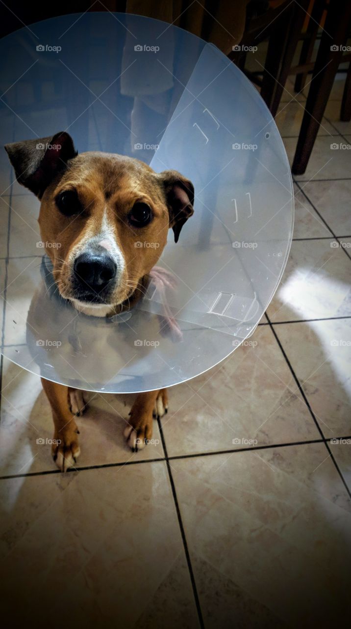 Dog Portrait With Cone