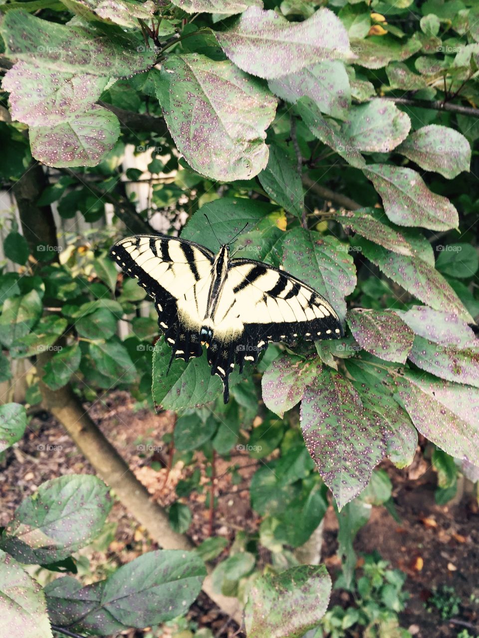 Butterfly on some greenery and pretty two toned leaves. 