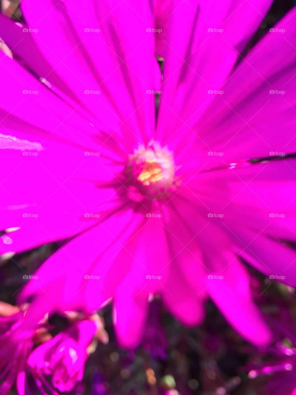 Very bright pink daisy