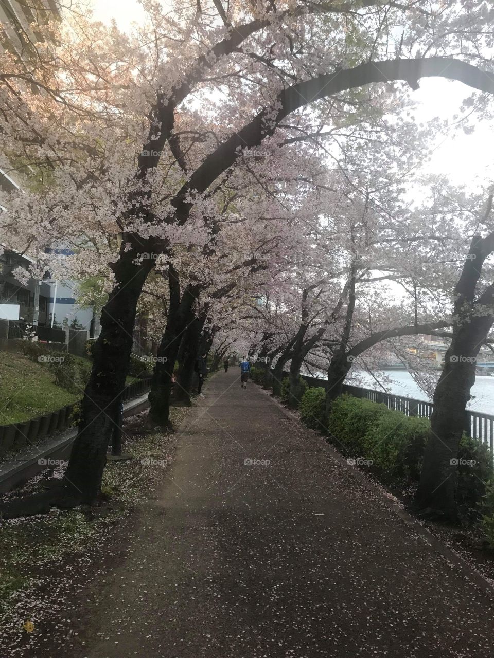 Gorgeous, Cherry Blossom, Sakura in Japan 