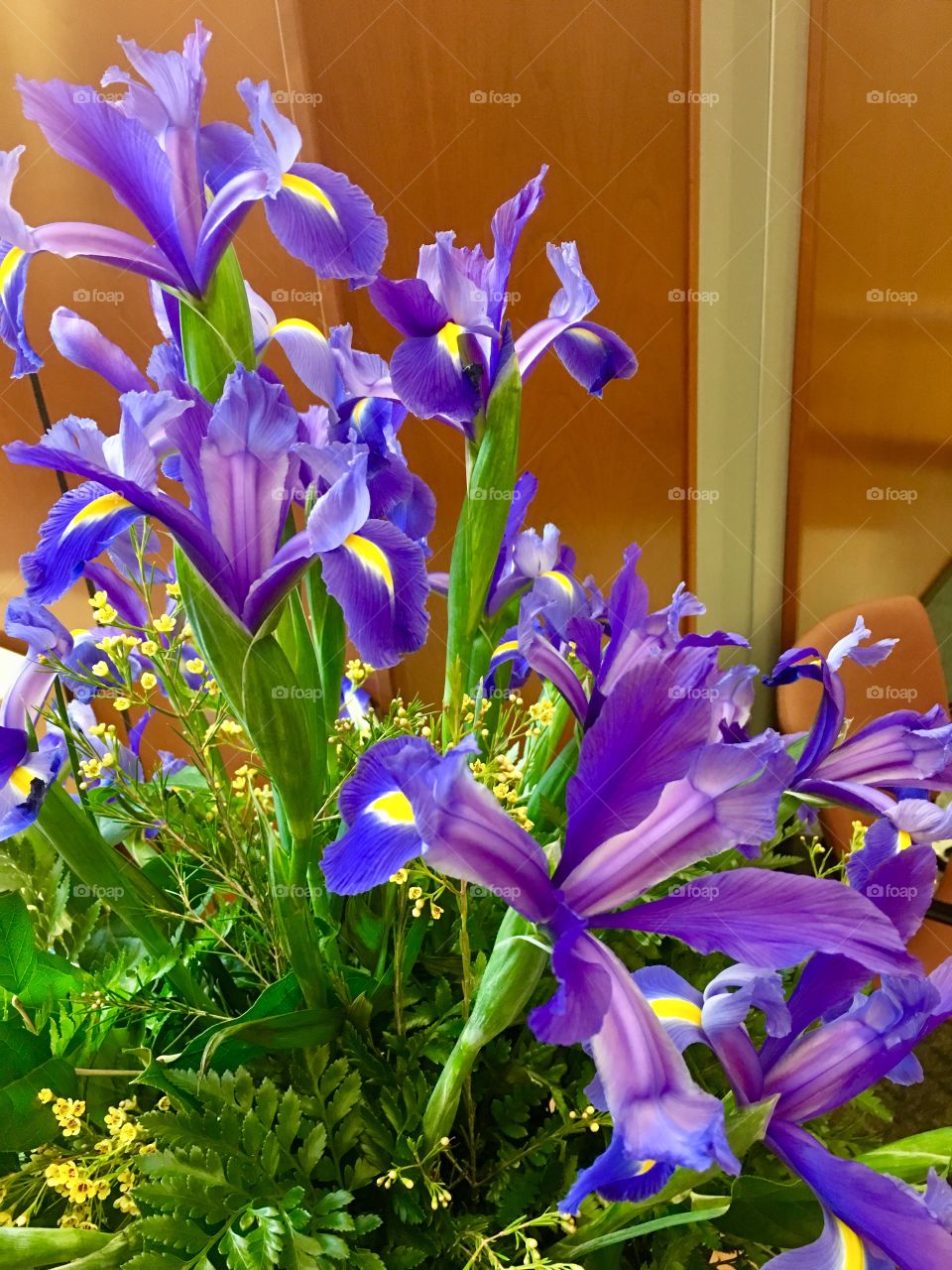 Spring purple Iris 