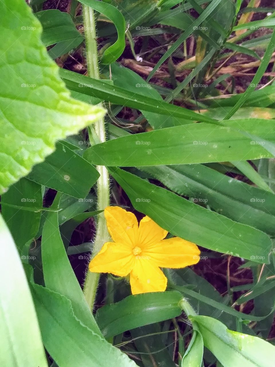 cucumber blossom