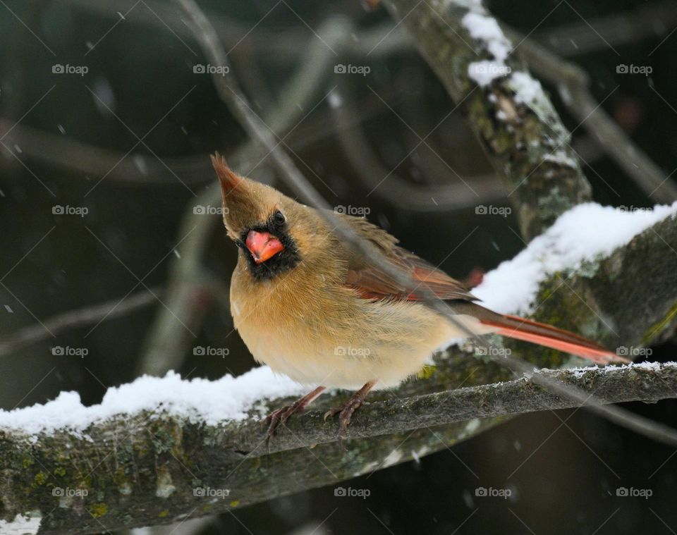 A female cardinal in the winter