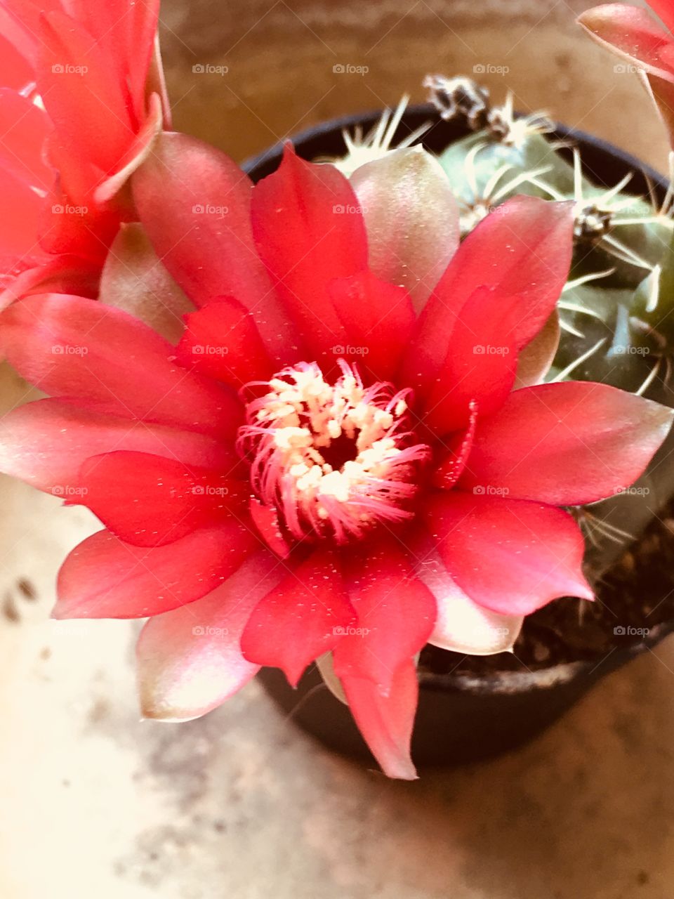Fiore. Di cactus 