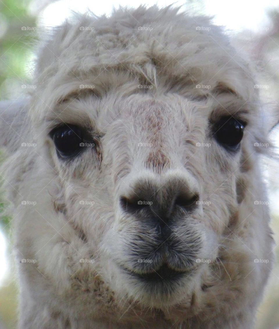 Llama