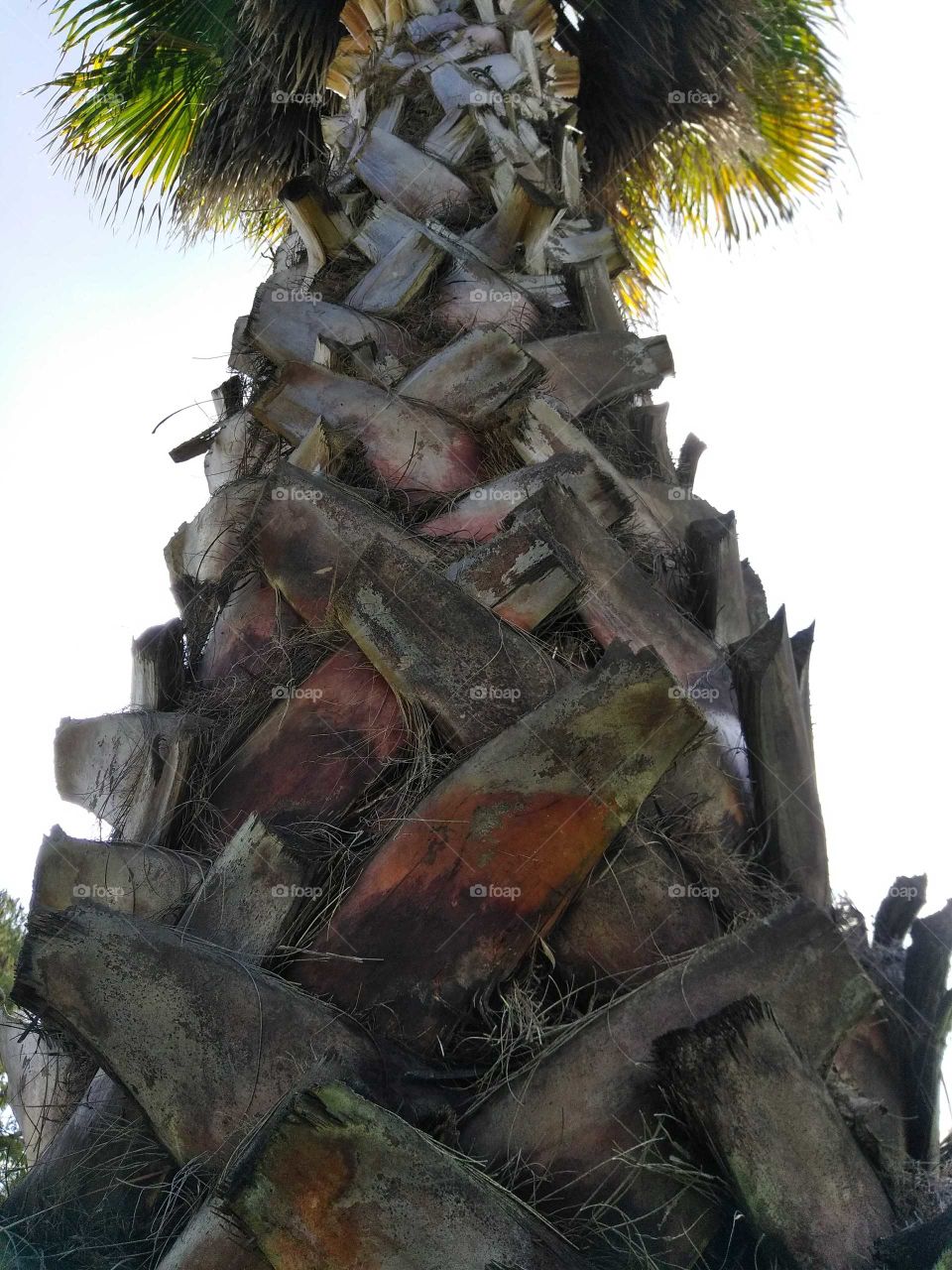 Looking Up a Palm Tree