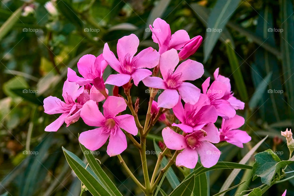 Floral photography - Oleander - Natural Pattern