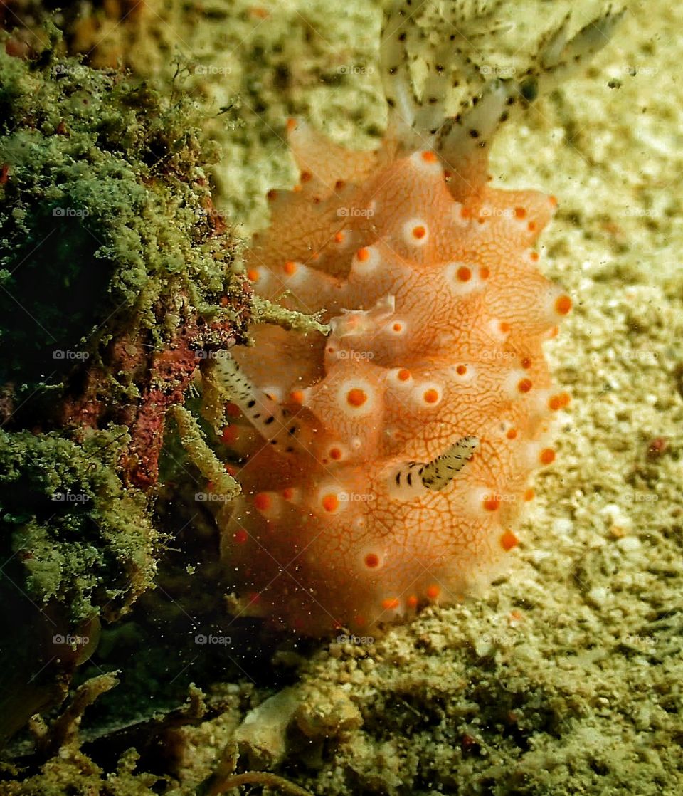 Human call me Pineapple