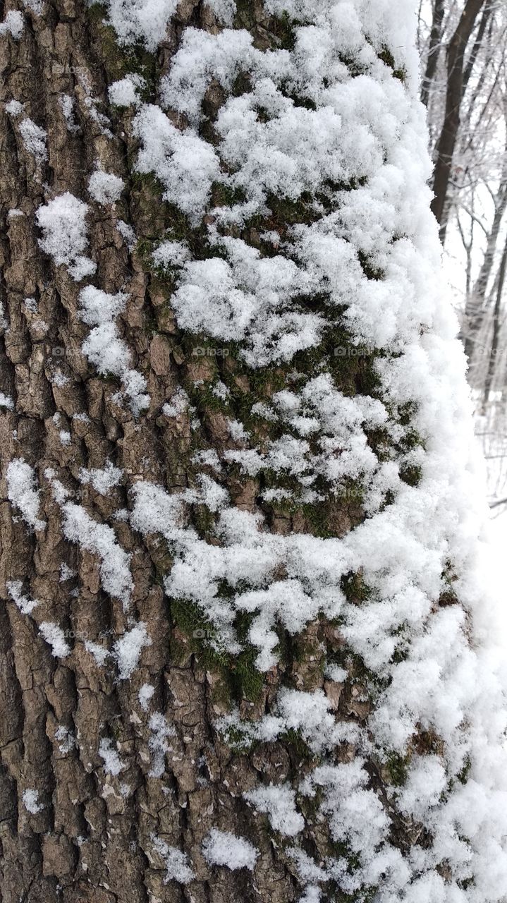 Adhered snow at the oak bark
Side view
