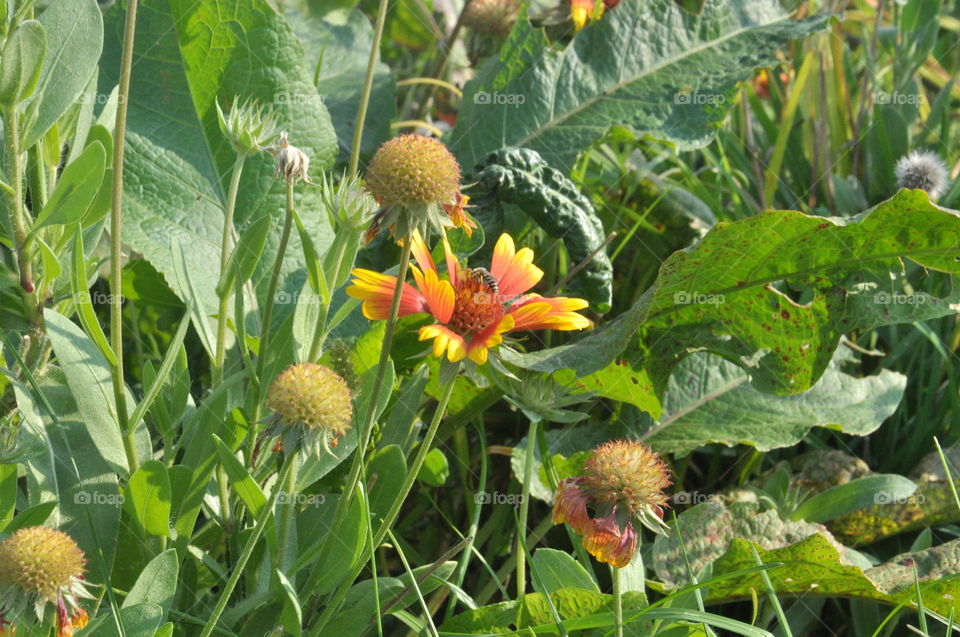 flowers