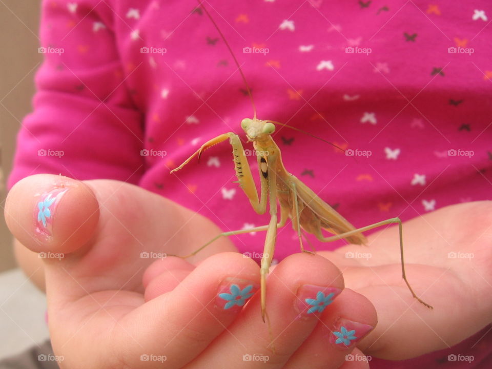 Preying Mantis in Hand