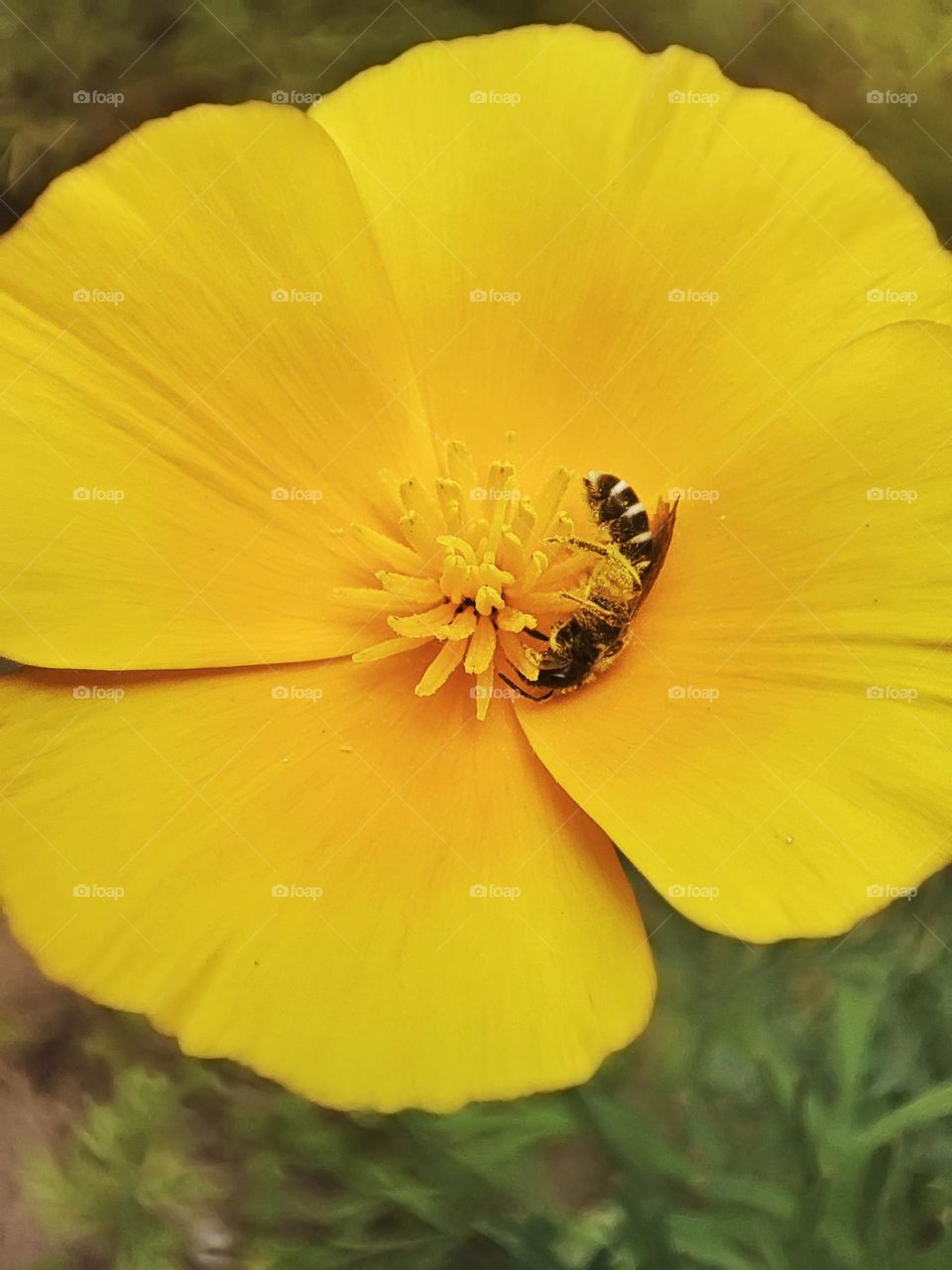 Macro photo of green grass growing in the garden
