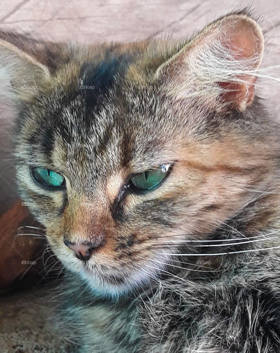 A Tabby Cat with piercing green eyes