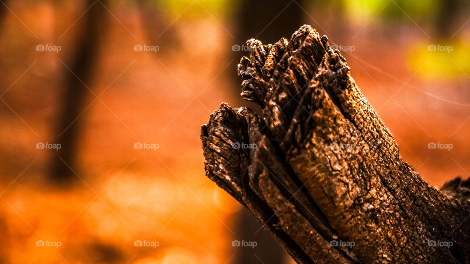 Close-up of dry branch