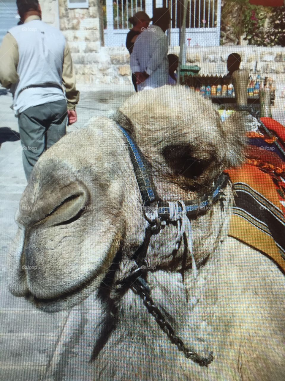 A camel. Ready for a ride in Jordan.