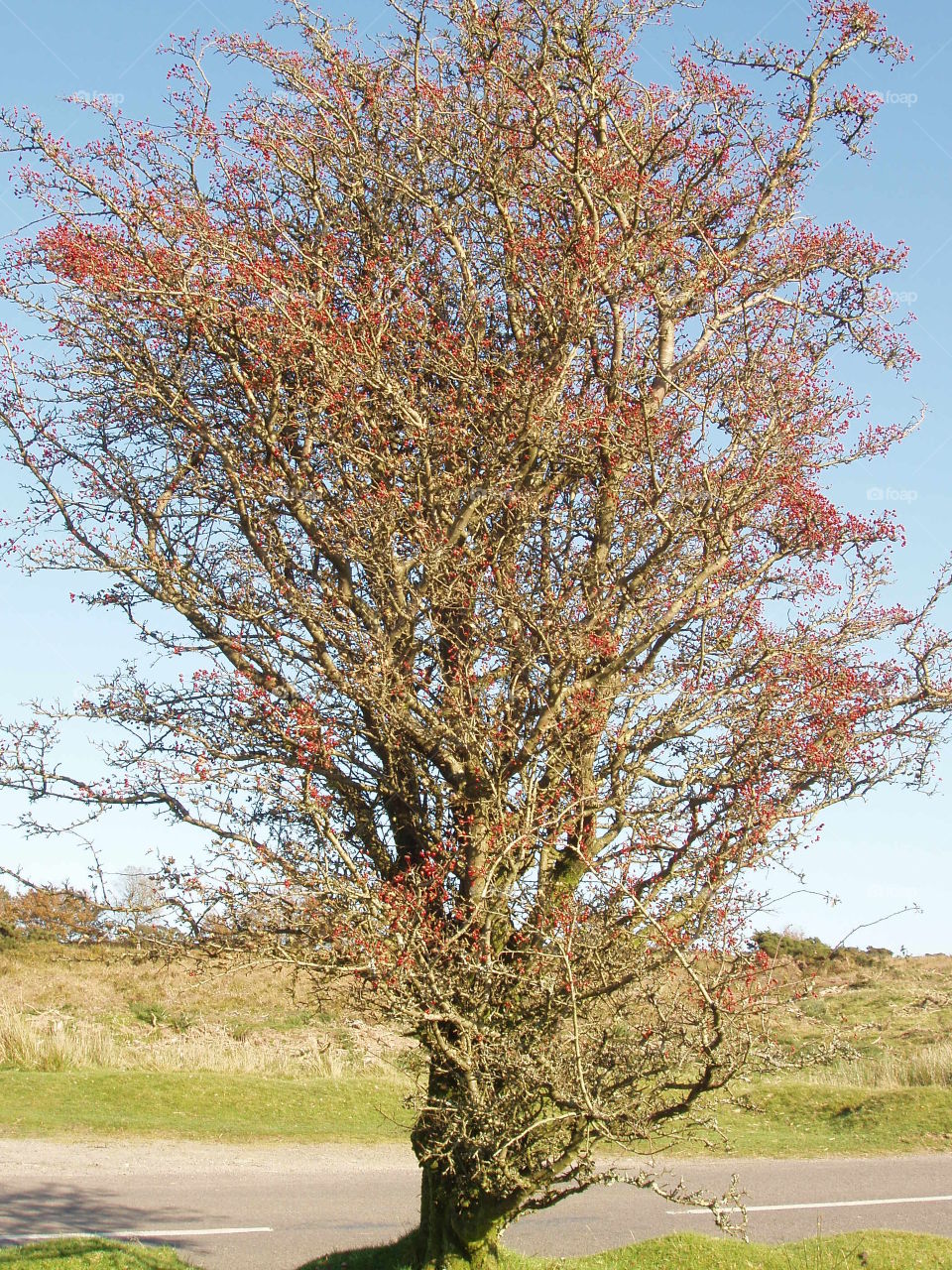 tree full of berries