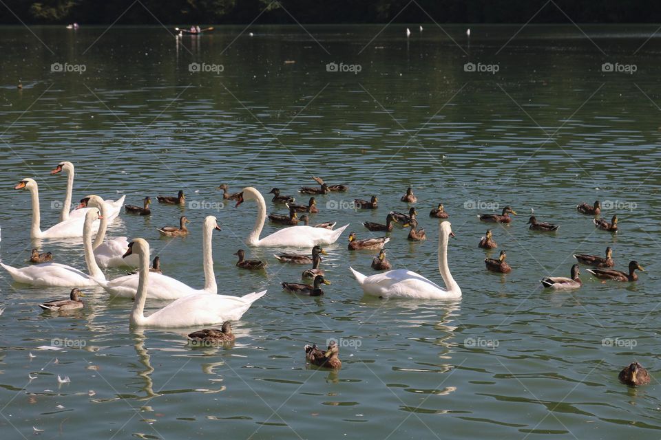 Swans and ducks