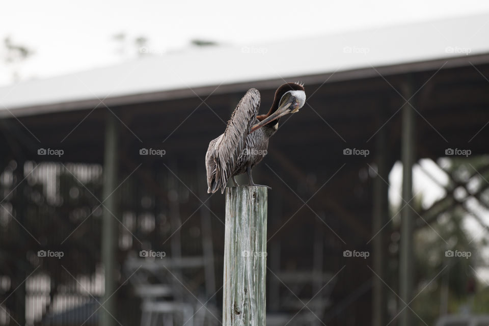 Bird, Wildlife, Animal, No Person, Nature