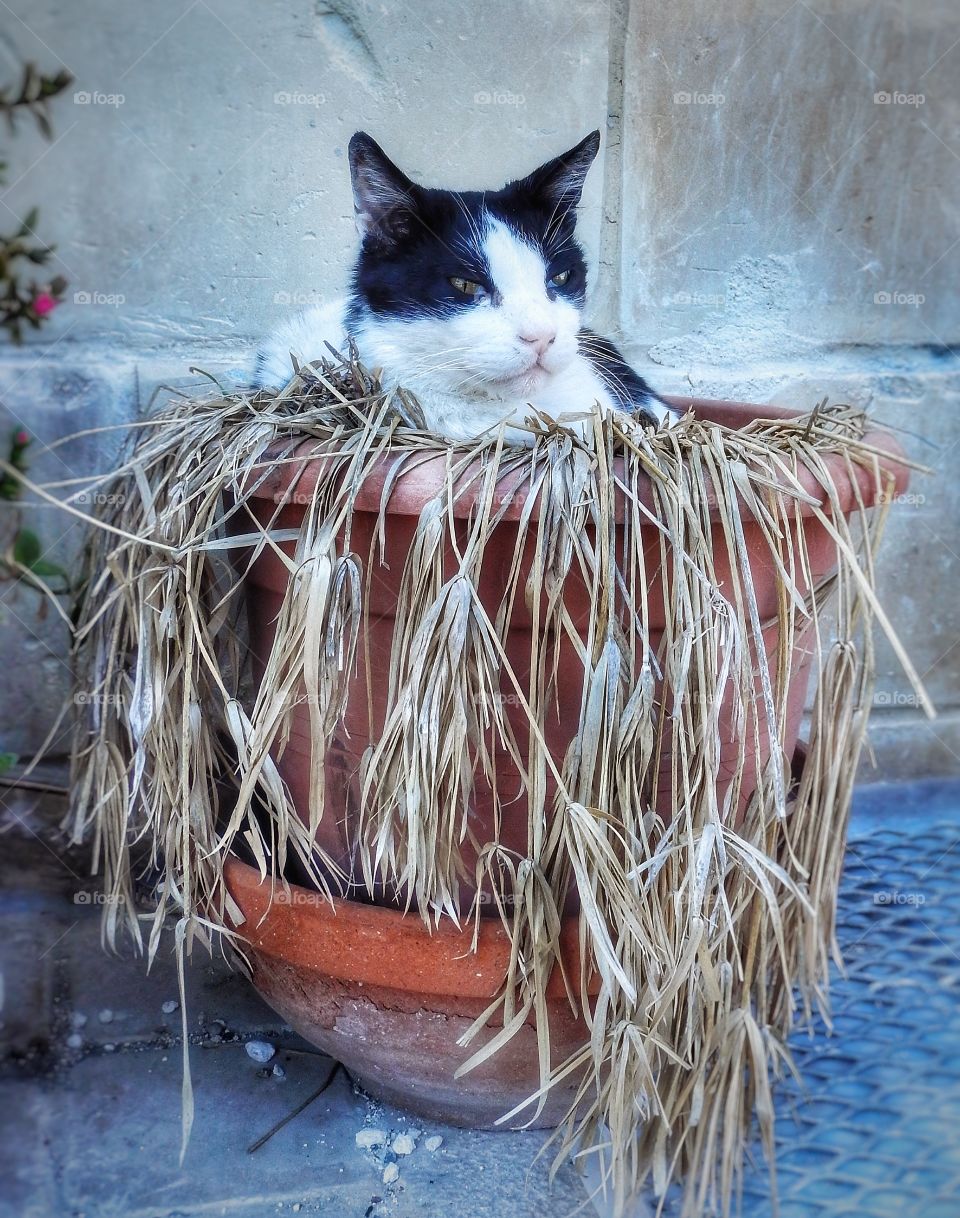 Close-up of cat in potted plant