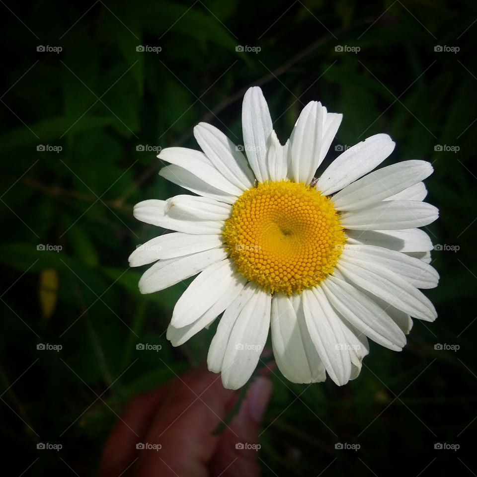 happy daisy flower