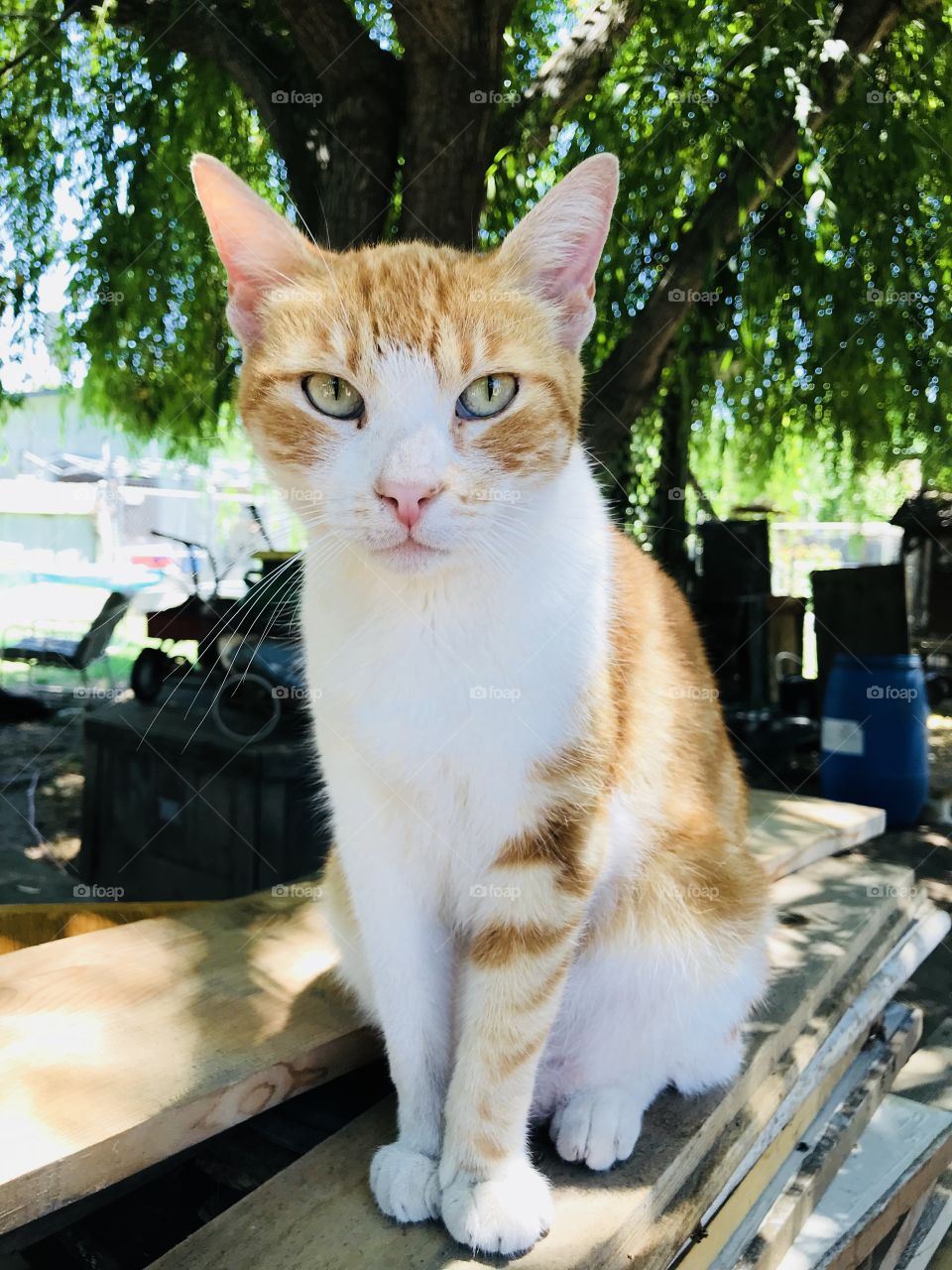 Sitting quietly pretty 