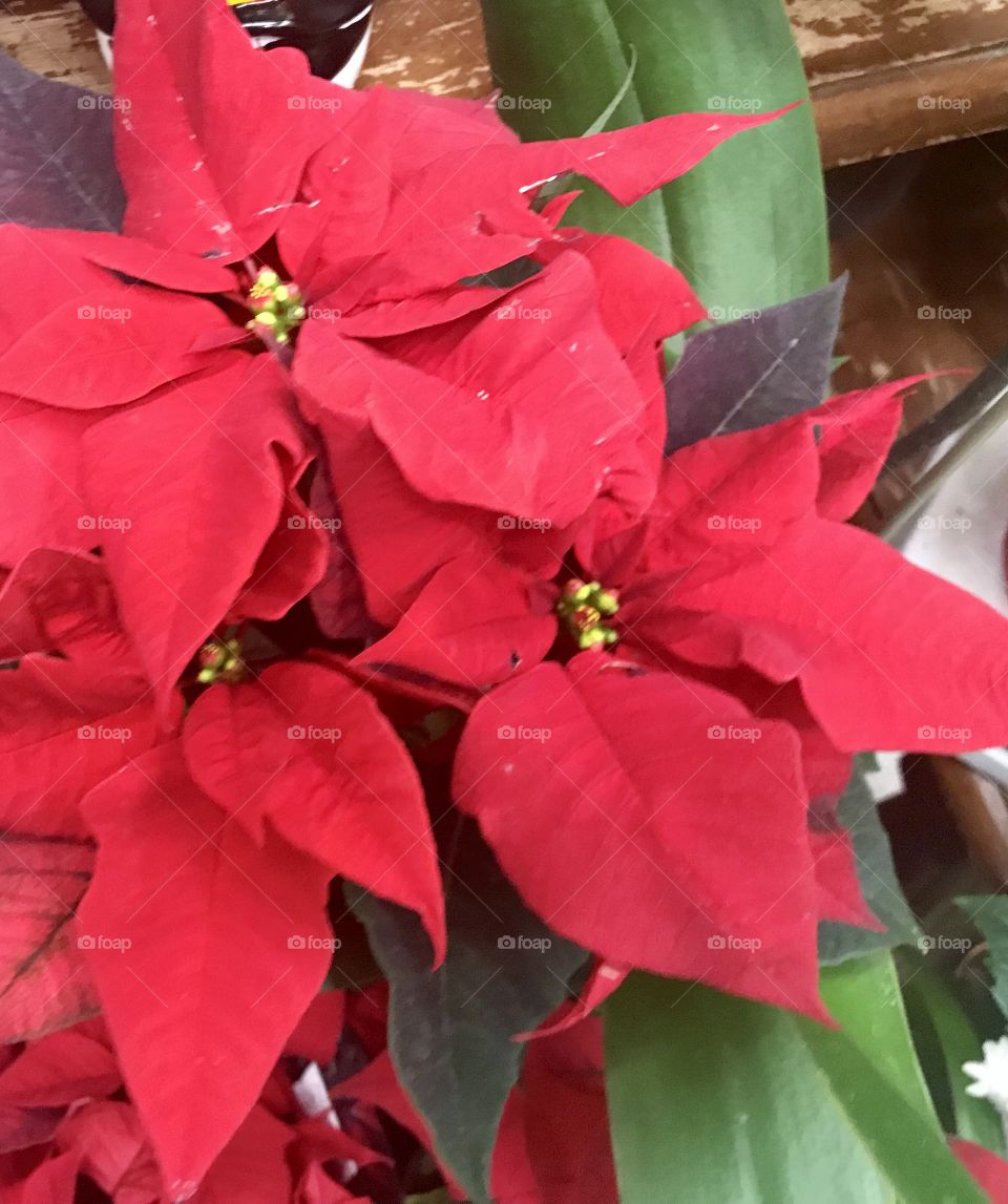 Beautiful plants of poinsettias green gold and red displayed in the garden in a flowering pots, beauty in nature getting ready for the holidays.