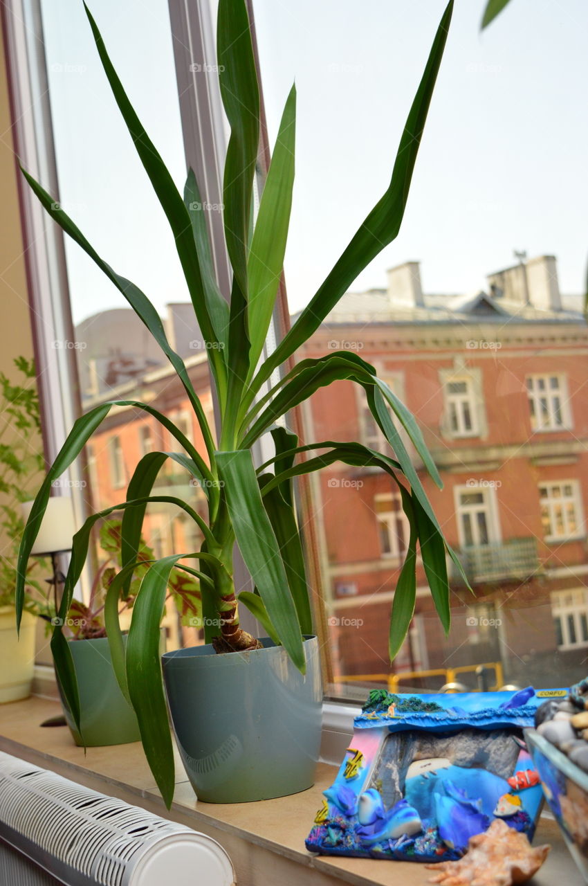 House plants in pots