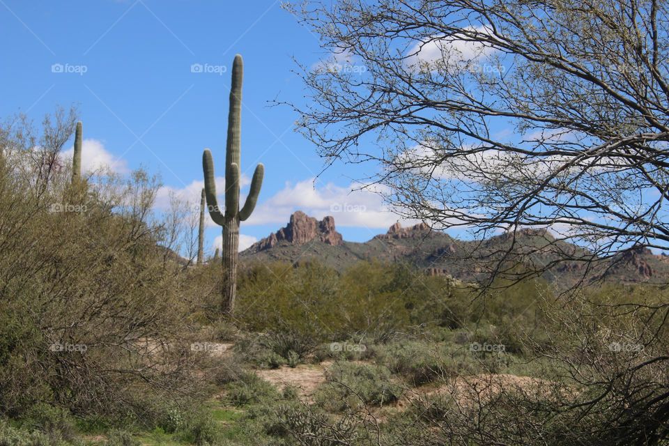Saguaro Cactus in Arizona Desert