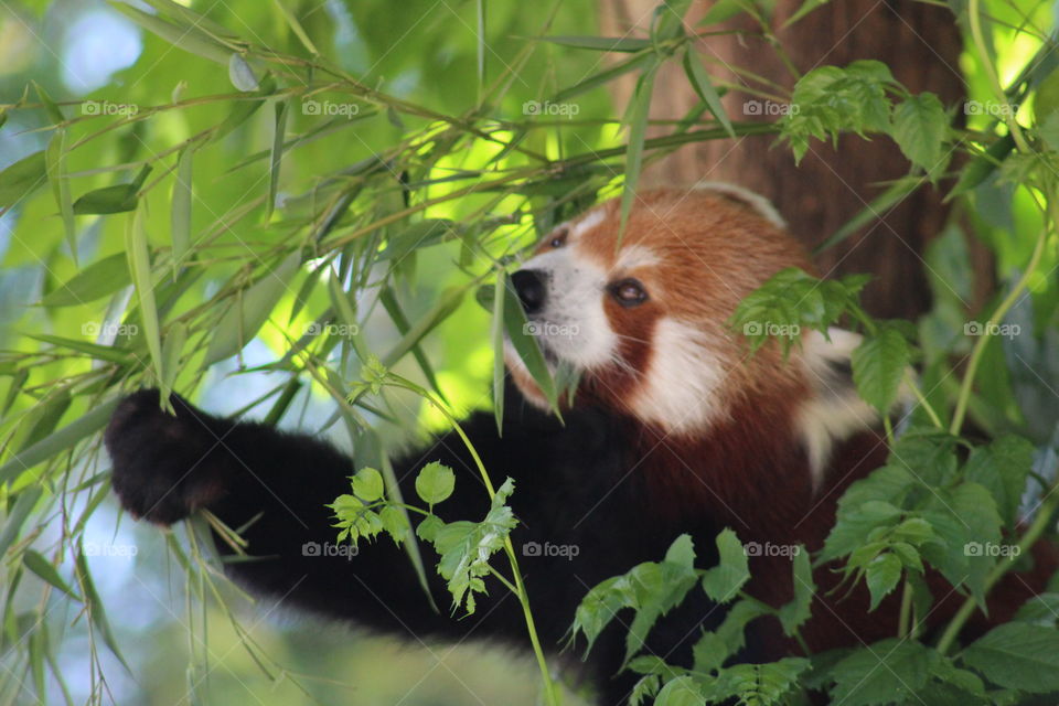 red panda eating