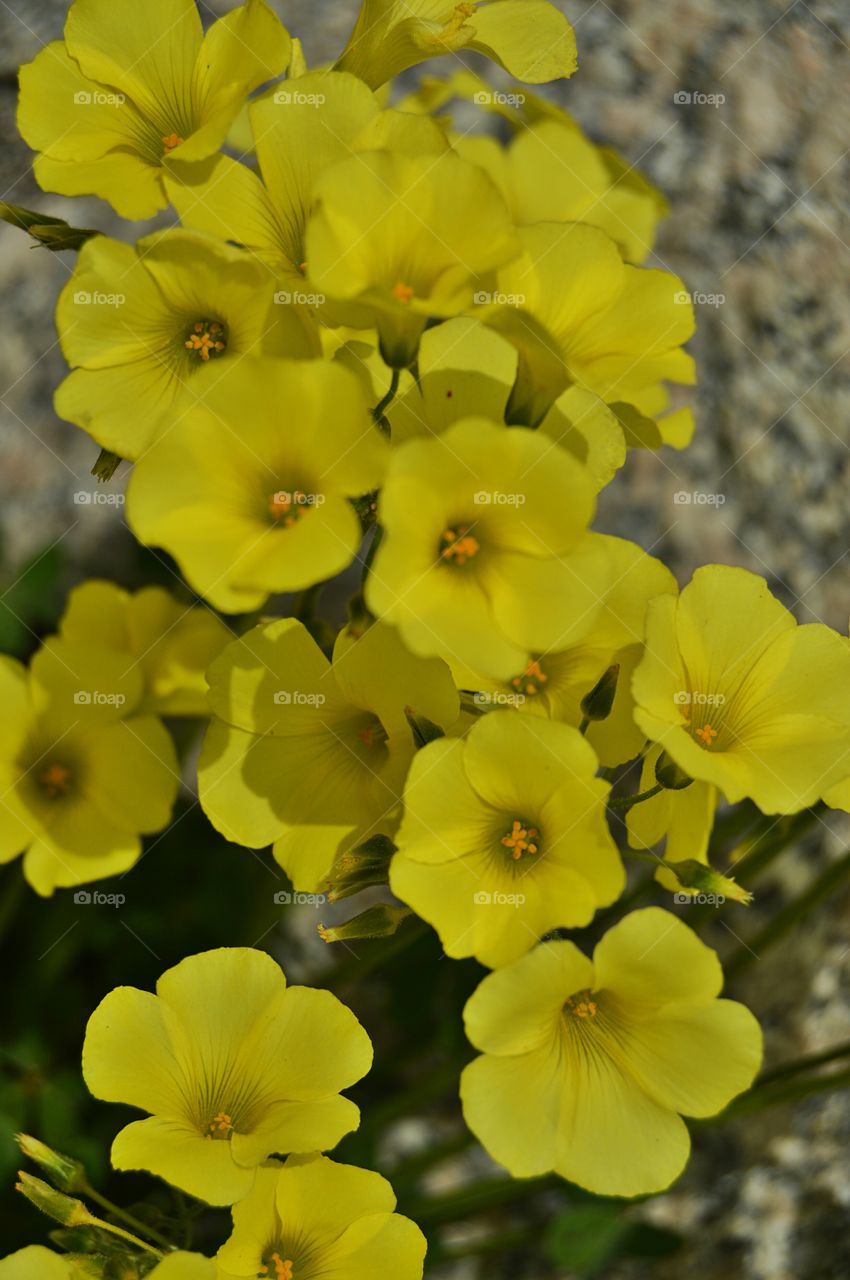 Goat's foot flowers. Goat's foot flowers growing on a stone wall