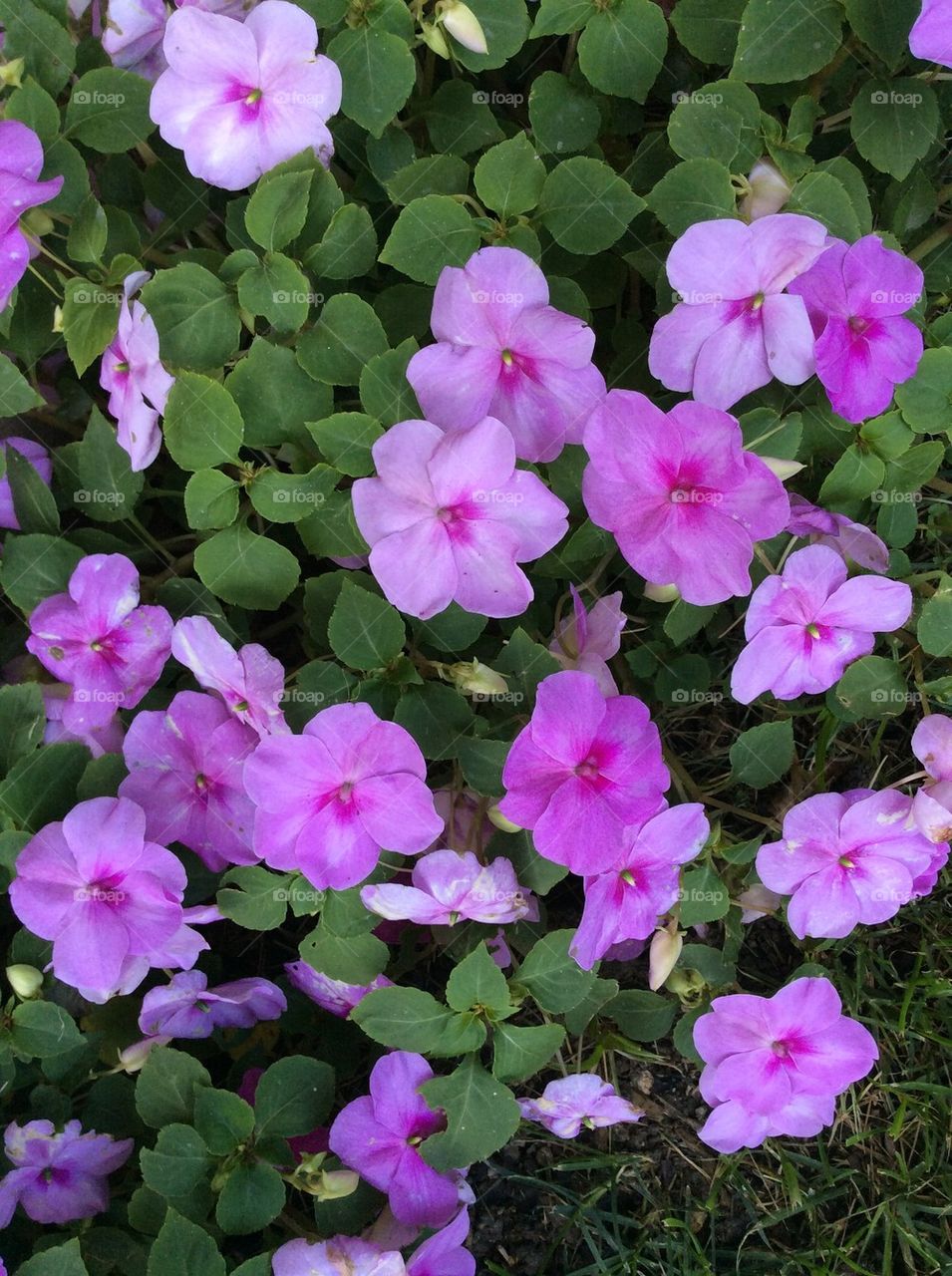 Purple ground cover flowers
