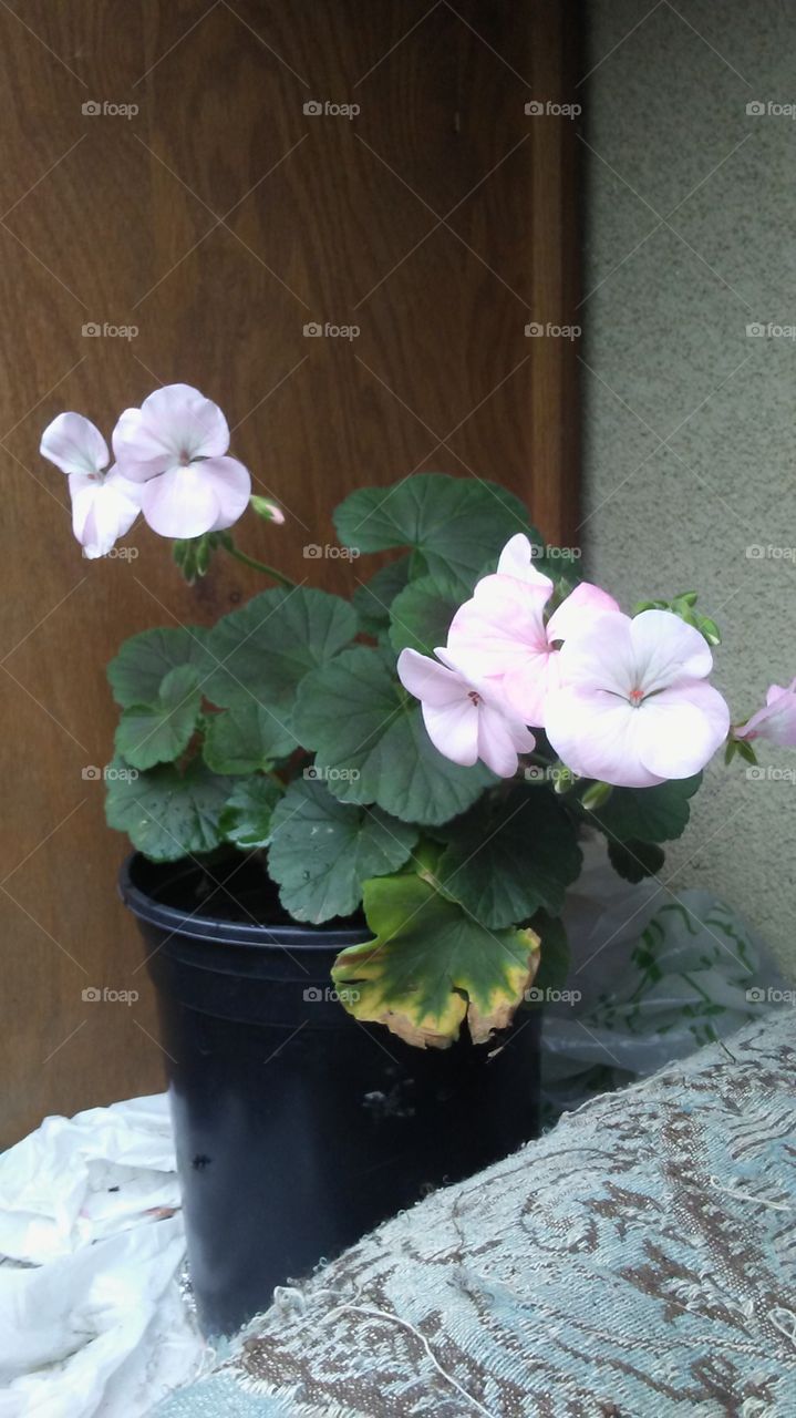 Flowers on the Patio