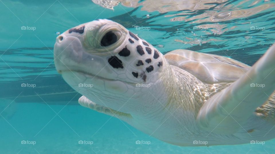 Sea Turtle