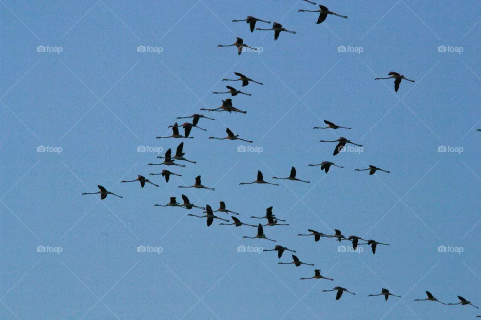 Flamingos