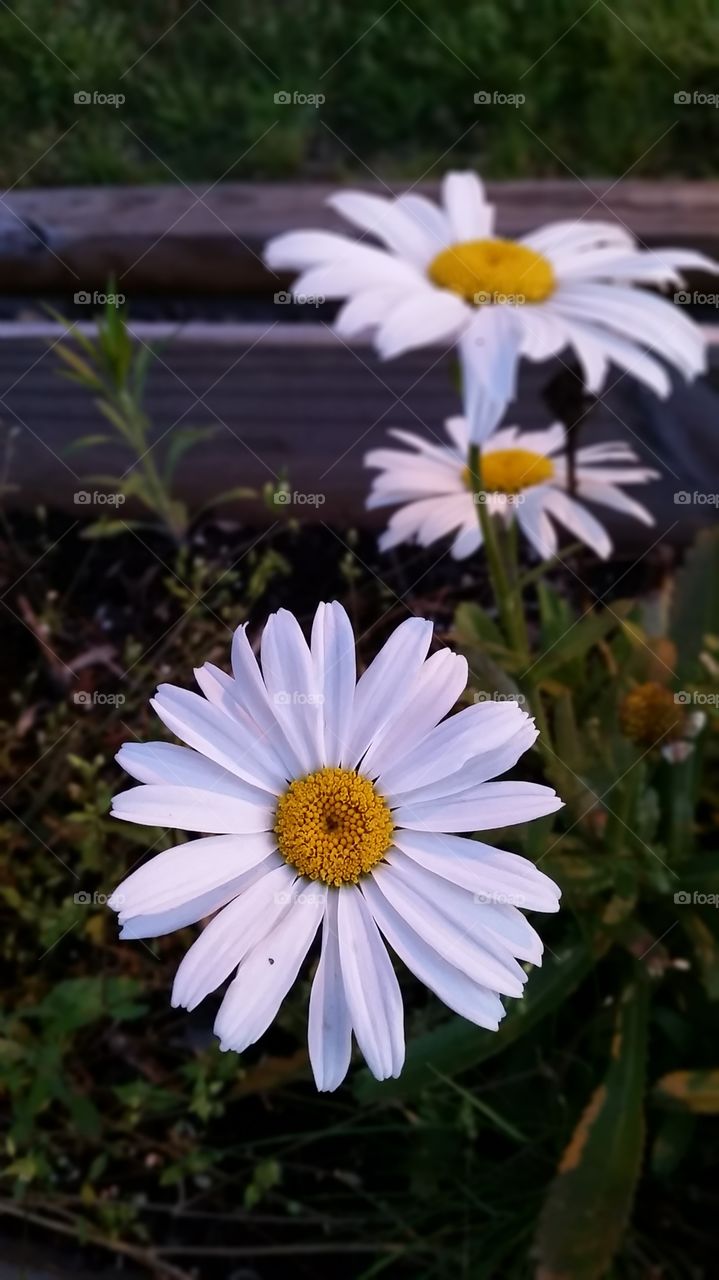 Daisy